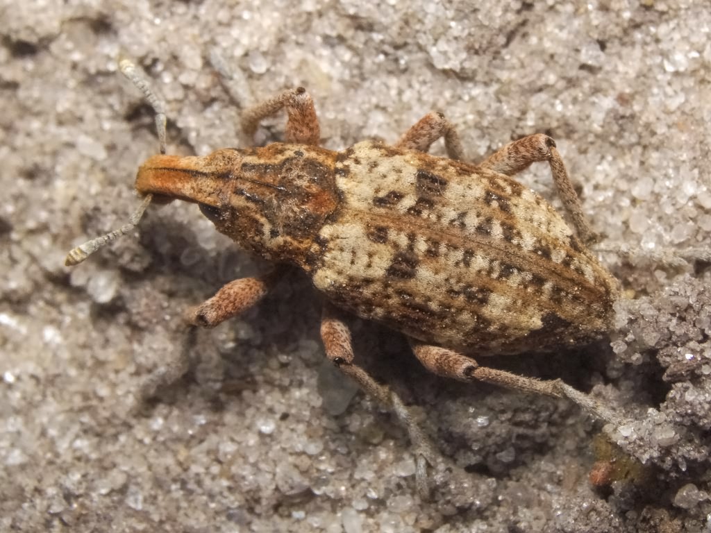 Coniocleonus hollbergii (Fåhraeus, 1842)